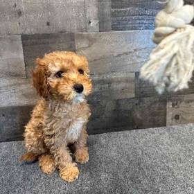 Cavapoo