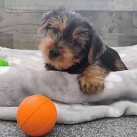Yorkie