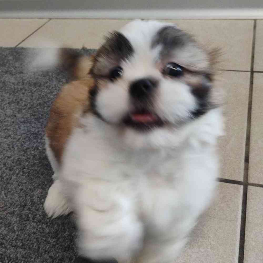 Male Shih Tzu Puppy for Sale in Troy, MI