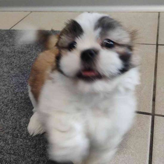 Buster