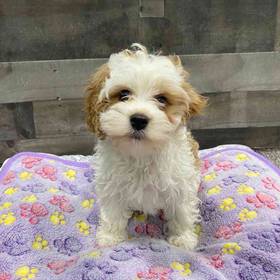 Cavapoo