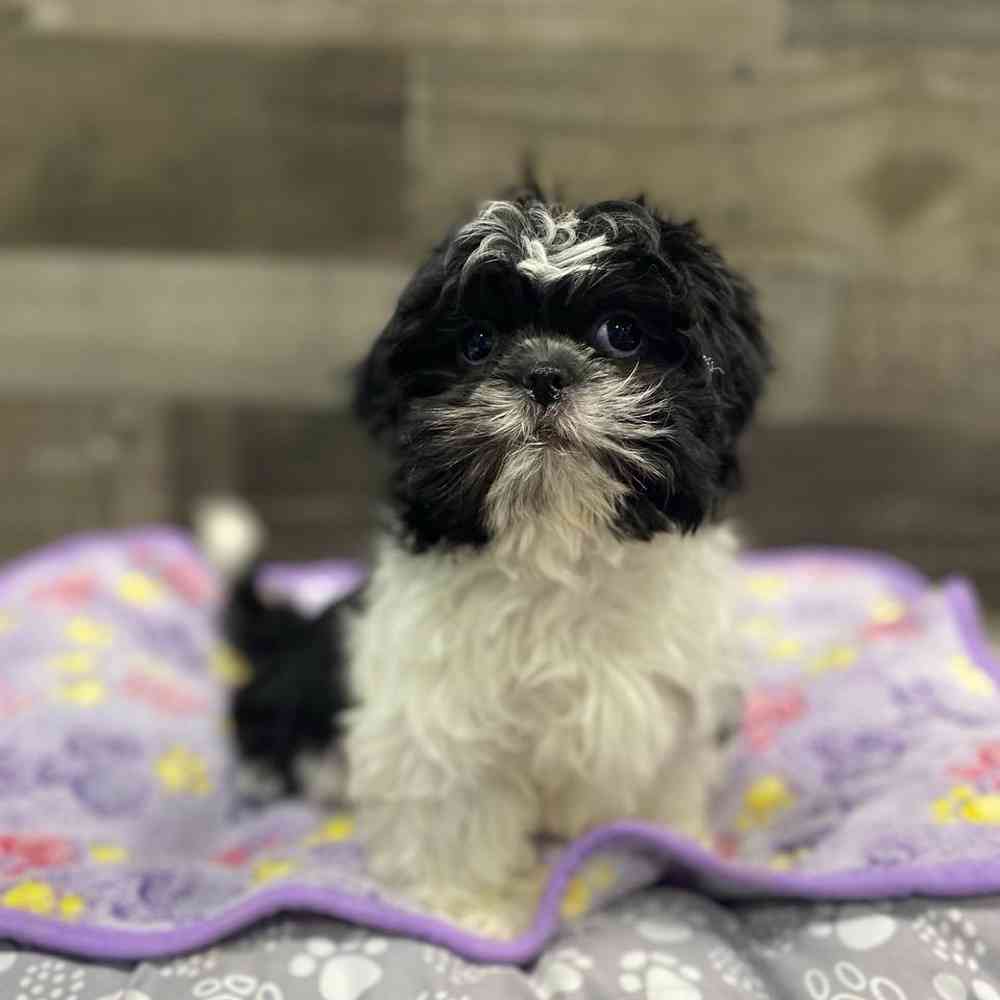 Image of a pet breed in the gallery