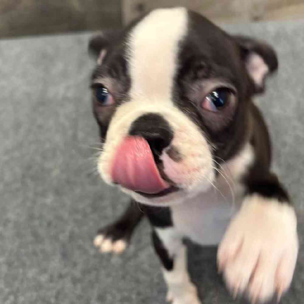 Male Boston Terrier Puppy for Sale in Troy, MI