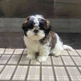 Shih Tzu