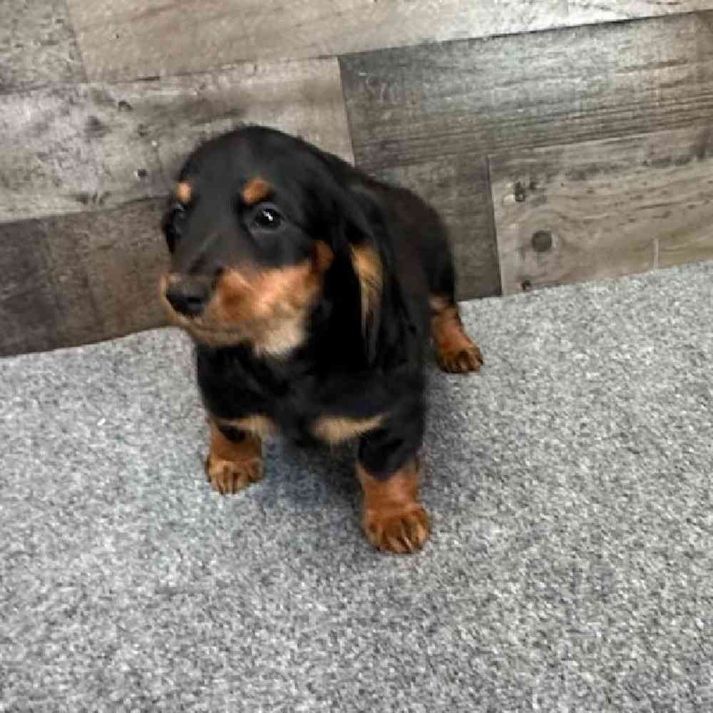Male Dachshund Puppy for Sale in Troy, MI