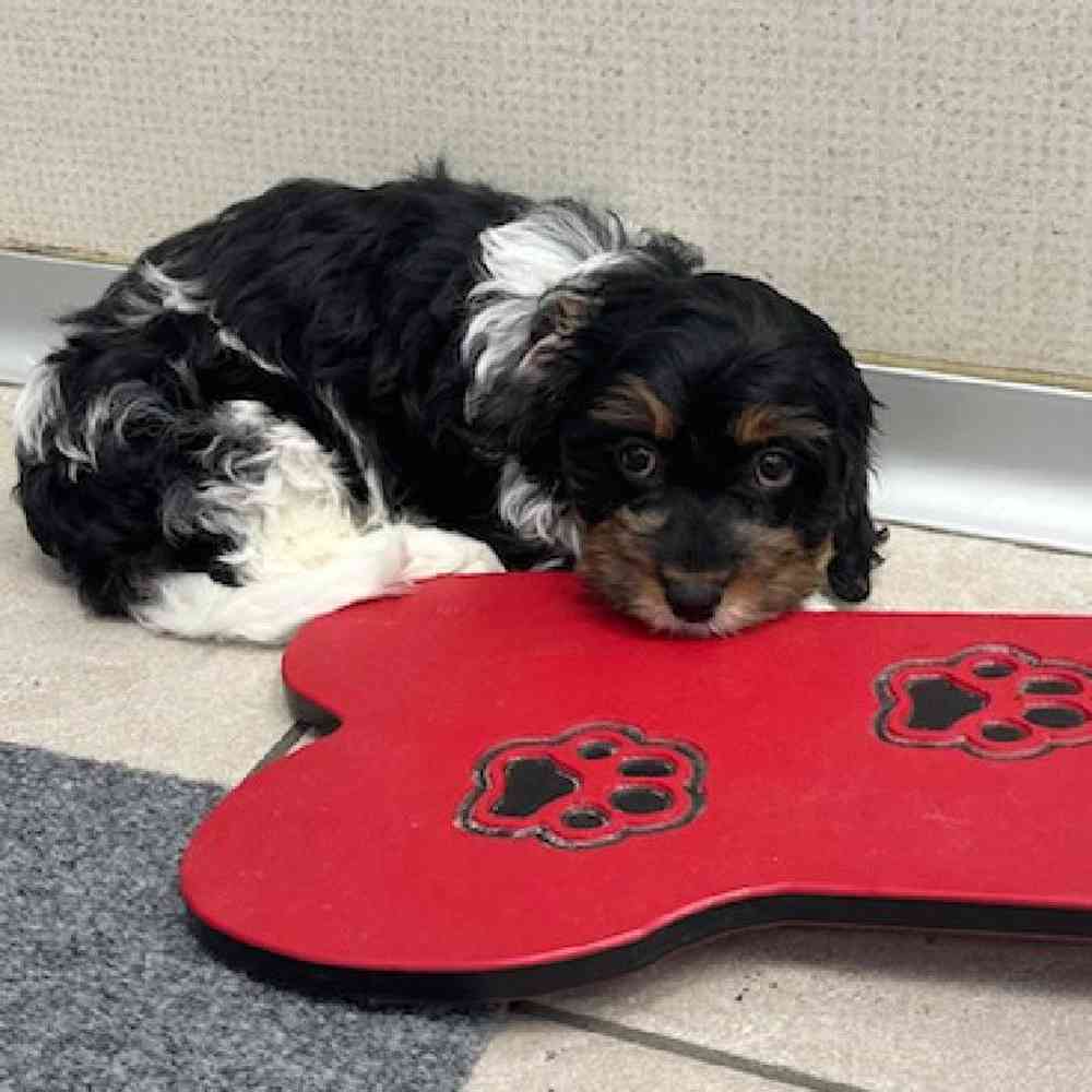 Female Cavapoo Puppy for Sale in Troy, MI