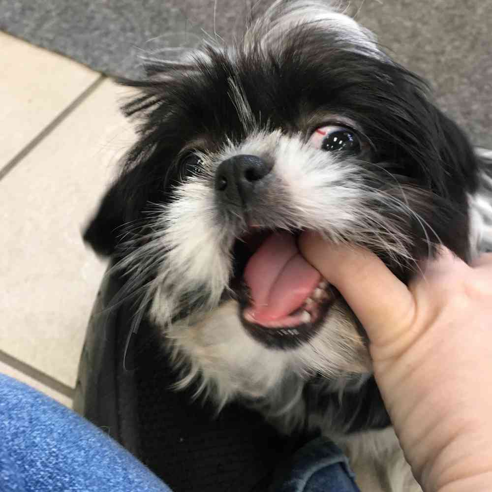 pet breed image