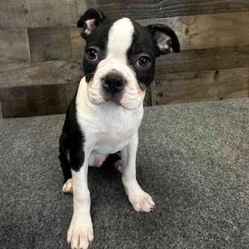 Boston Terrier