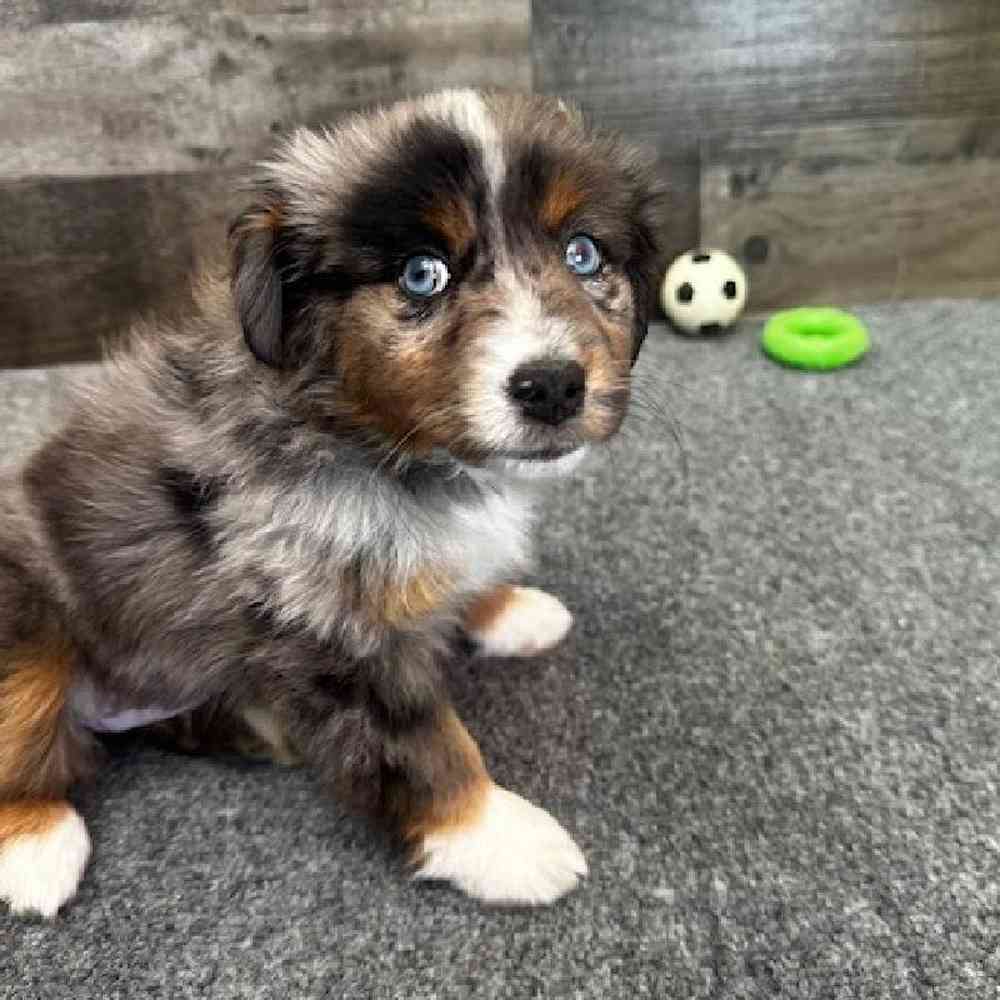 Female Mini Aussie Puppy for Sale in Troy, MI