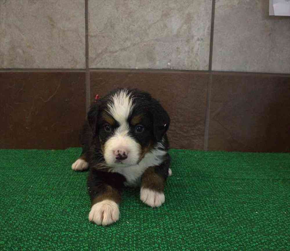 pet breed image