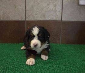 Bernese Mountain Dog