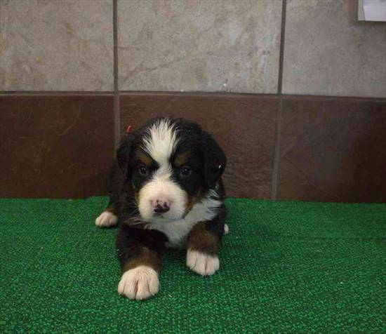 Rocky