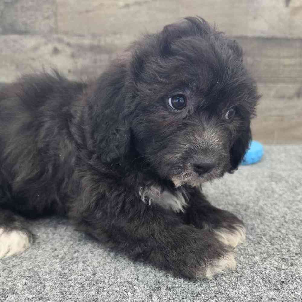 Male Shih Tzu-Bichon Puppy for Sale in Troy, MI