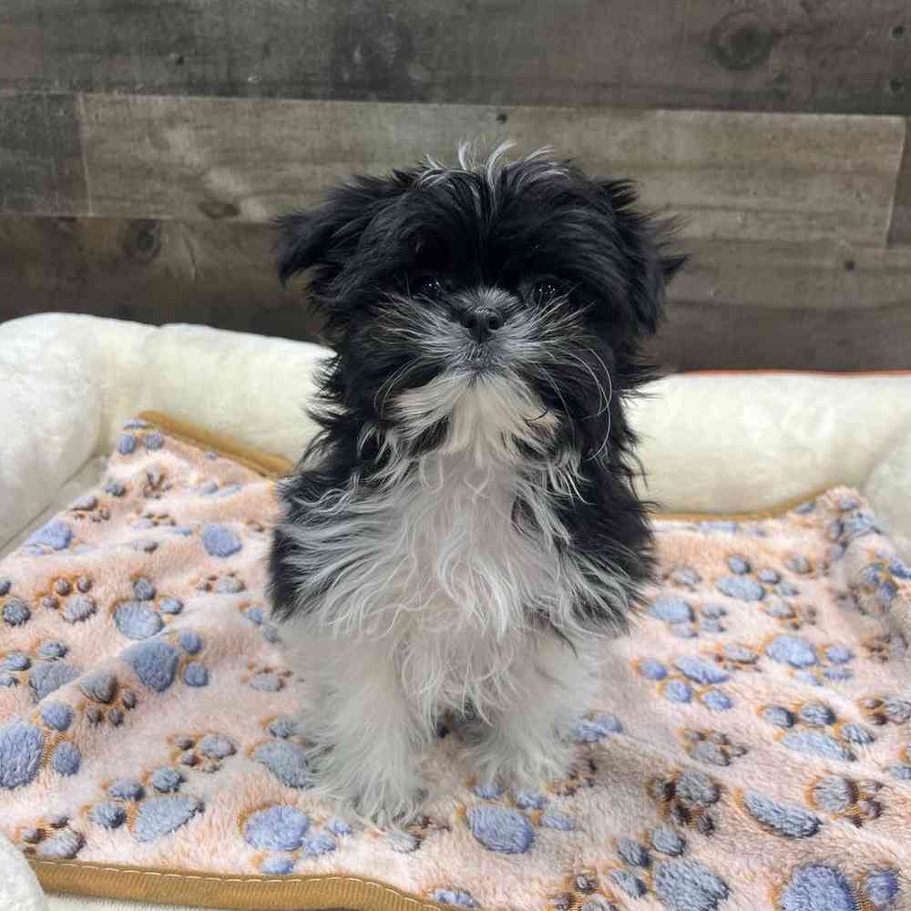 carousel pet images
