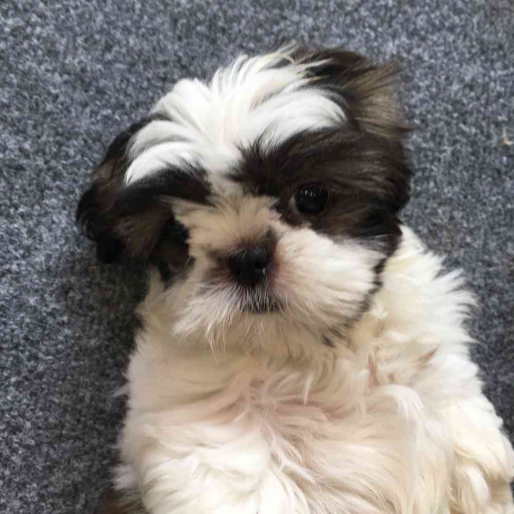 carousel pet images
