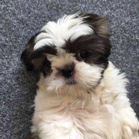 Shih Tzu