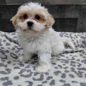 Shichon