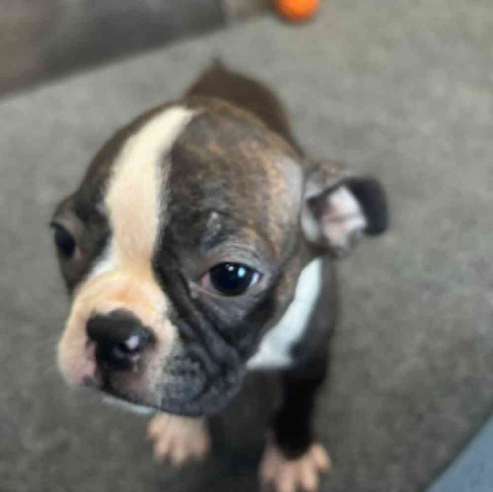 Female Boston Terrier Puppy for Sale in Troy, MI