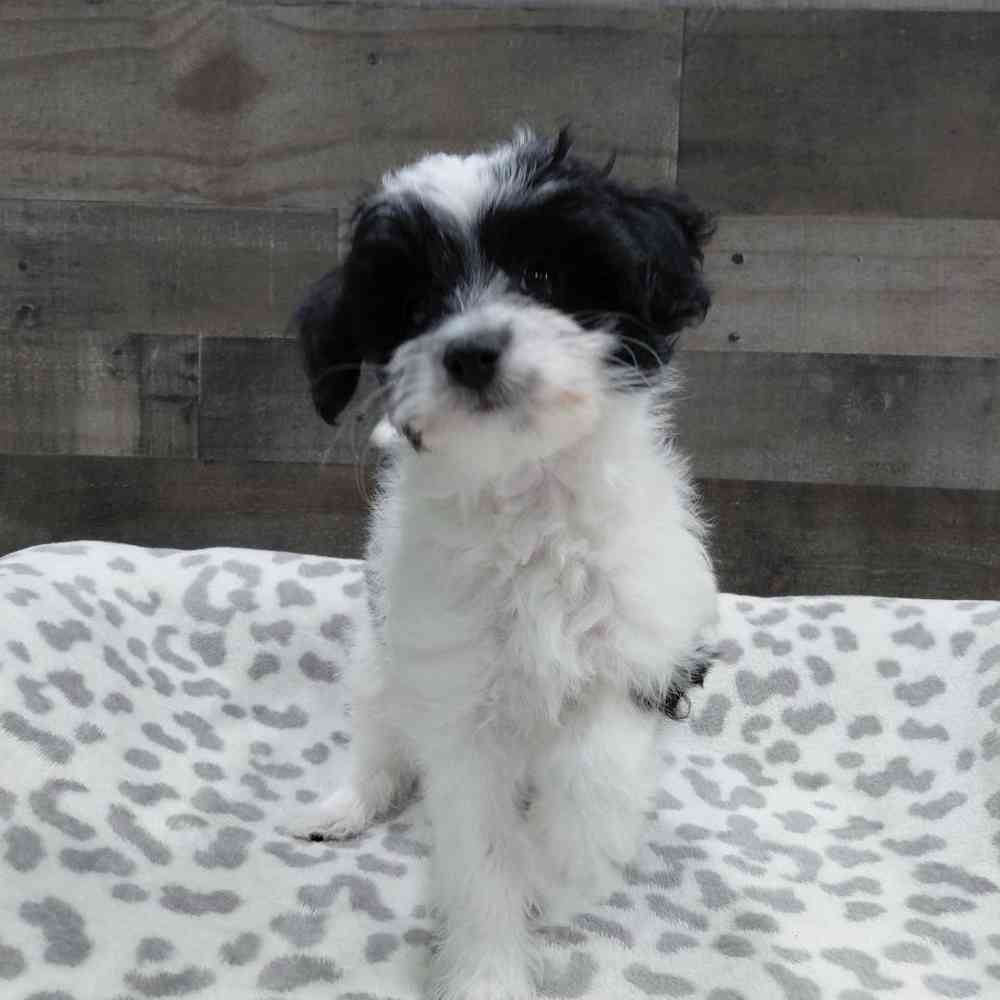 pet breed image