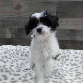 Poochi