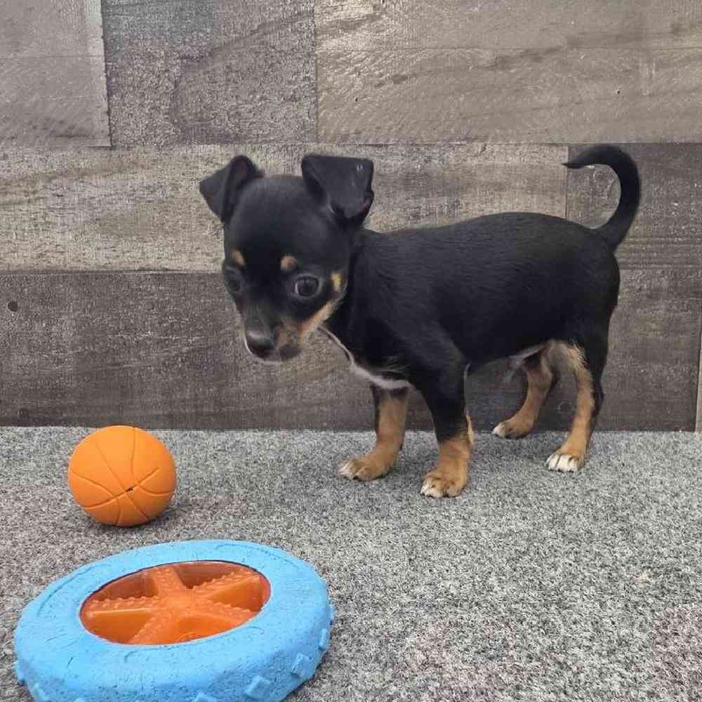 pet breed image