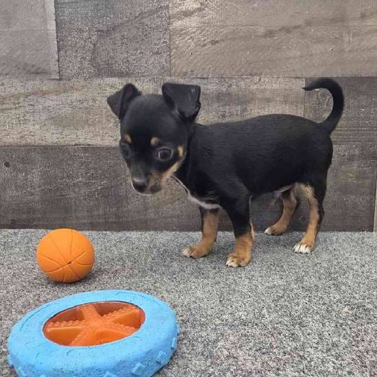 Peanut