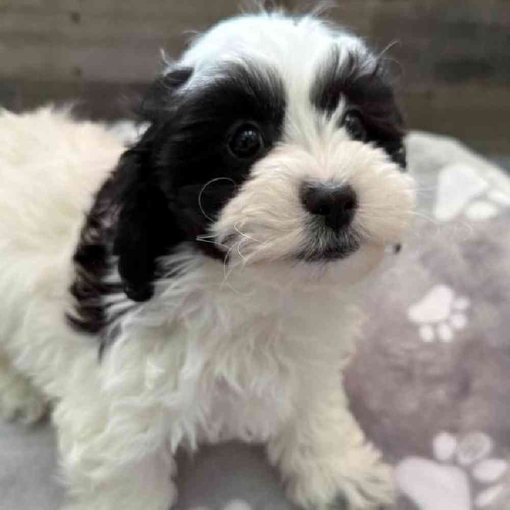 Male Shih Tzu-Bichon Puppy for Sale in Troy, MI