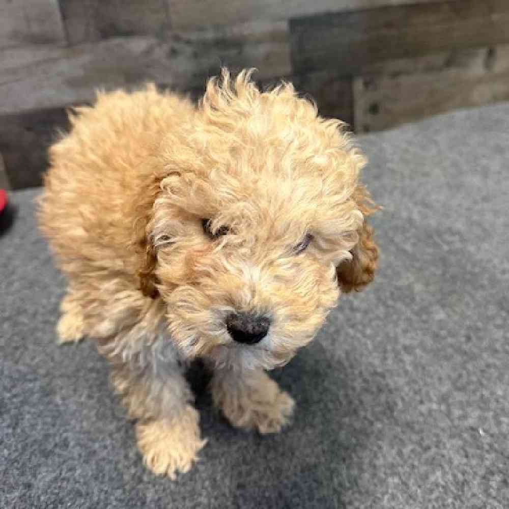 Male Mini Poodle Puppy for Sale in Novi, MI