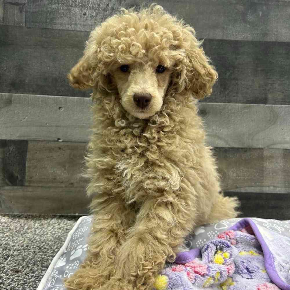 Image of a pet breed in the gallery