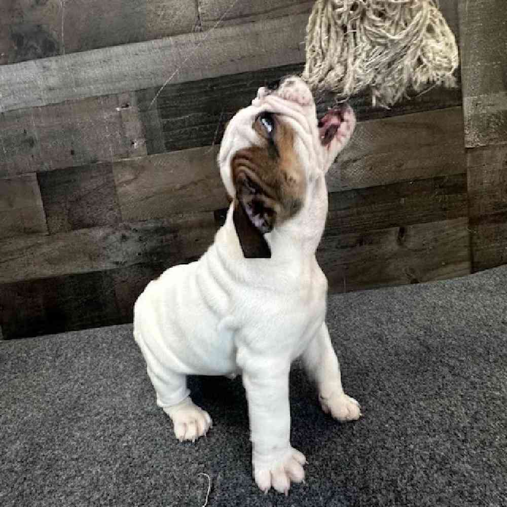 Male Bulldoggle Puppy for Sale in Troy, MI
