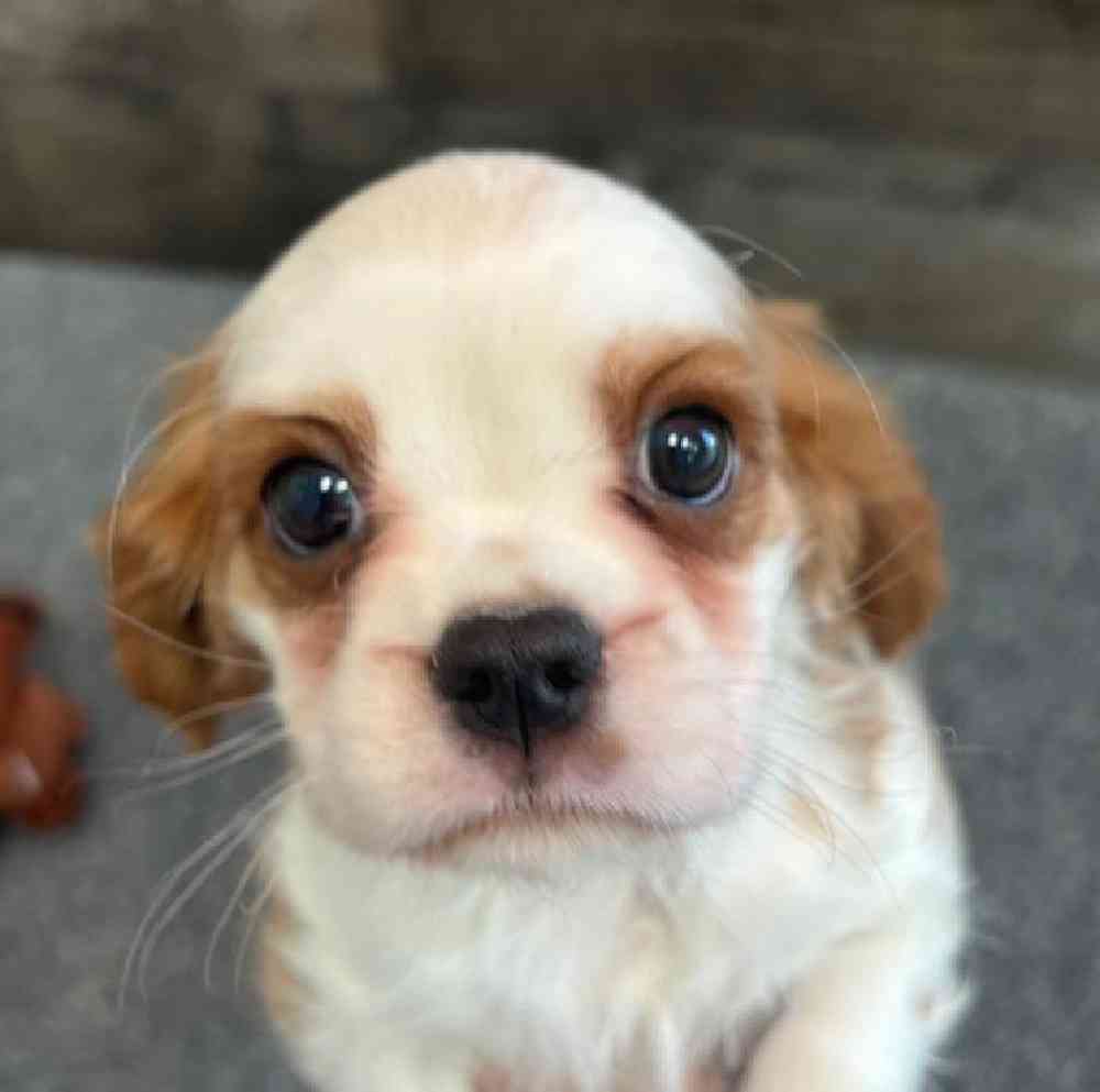 Male Cavalier King Charles Spaniel Puppy for Sale in Troy, MI
