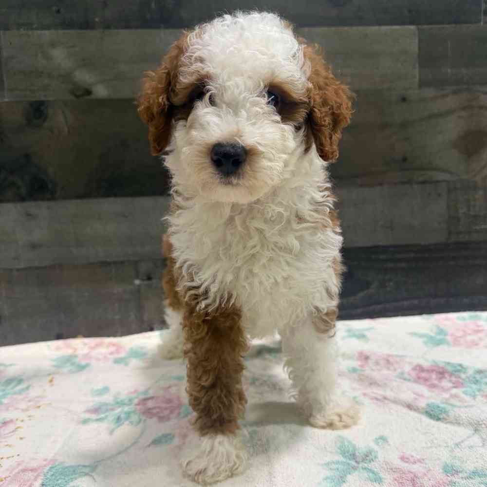 carousel pet images