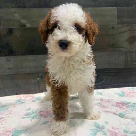 Mini Poodle