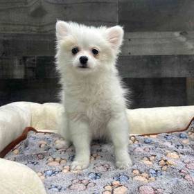 Pomeranian