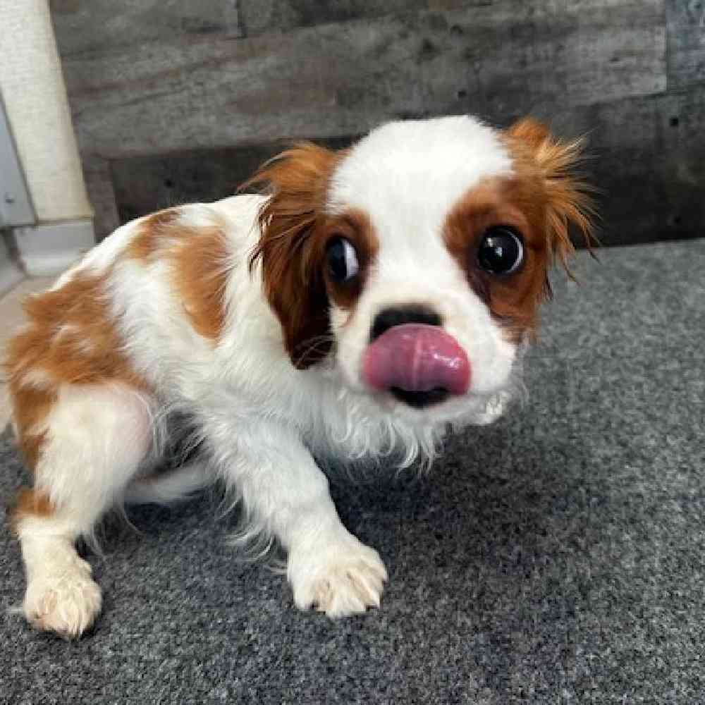 Male Cavalier King Charles Spaniel Puppy for Sale in Troy, MI