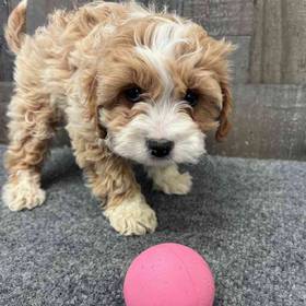 Cavapoo