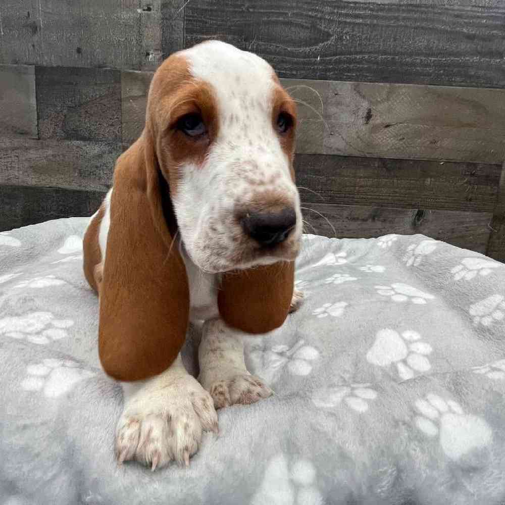 Female Basset Hound Puppy for Sale in Troy, MI