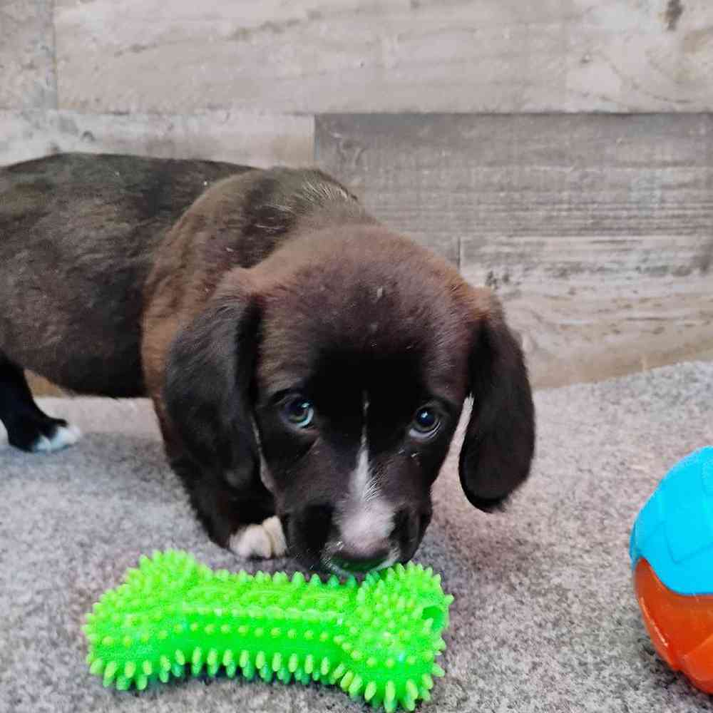 Male Cocker Spaniel-Pembroke Welsh Corgi Puppy for Sale in Troy, MI