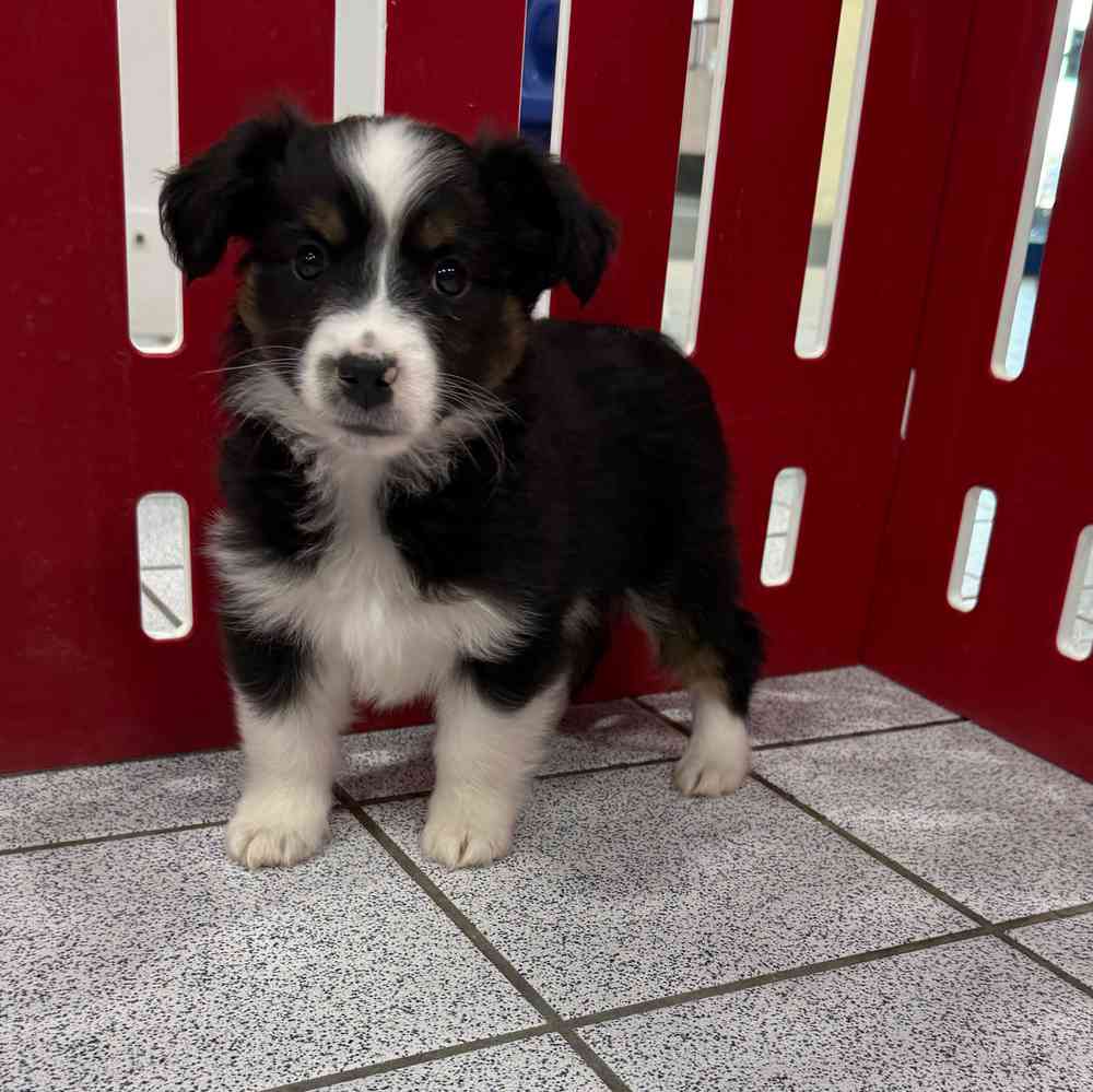 Image of a pet breed in the gallery