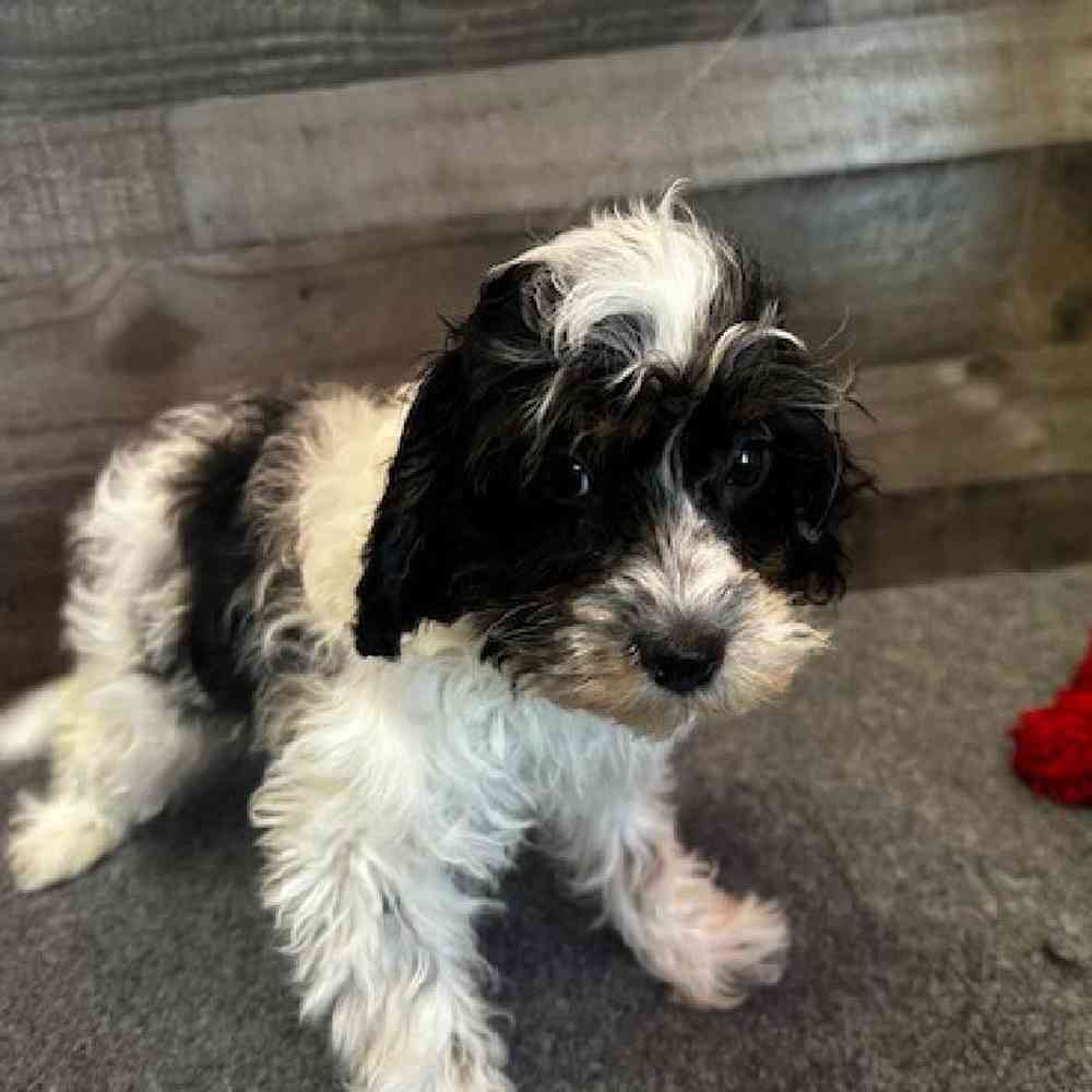 Female Cavapoo Puppy for Sale in Troy, MI