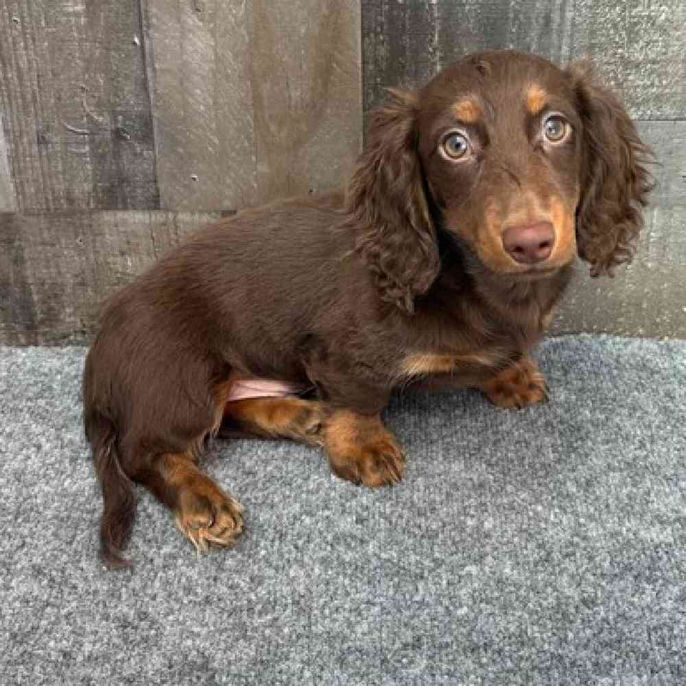 Image of a pet breed in the gallery