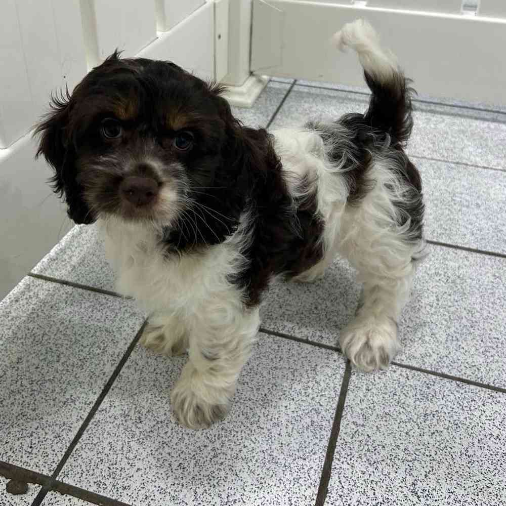 Image of a pet breed in the gallery
