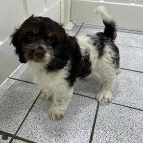 Cockapoo