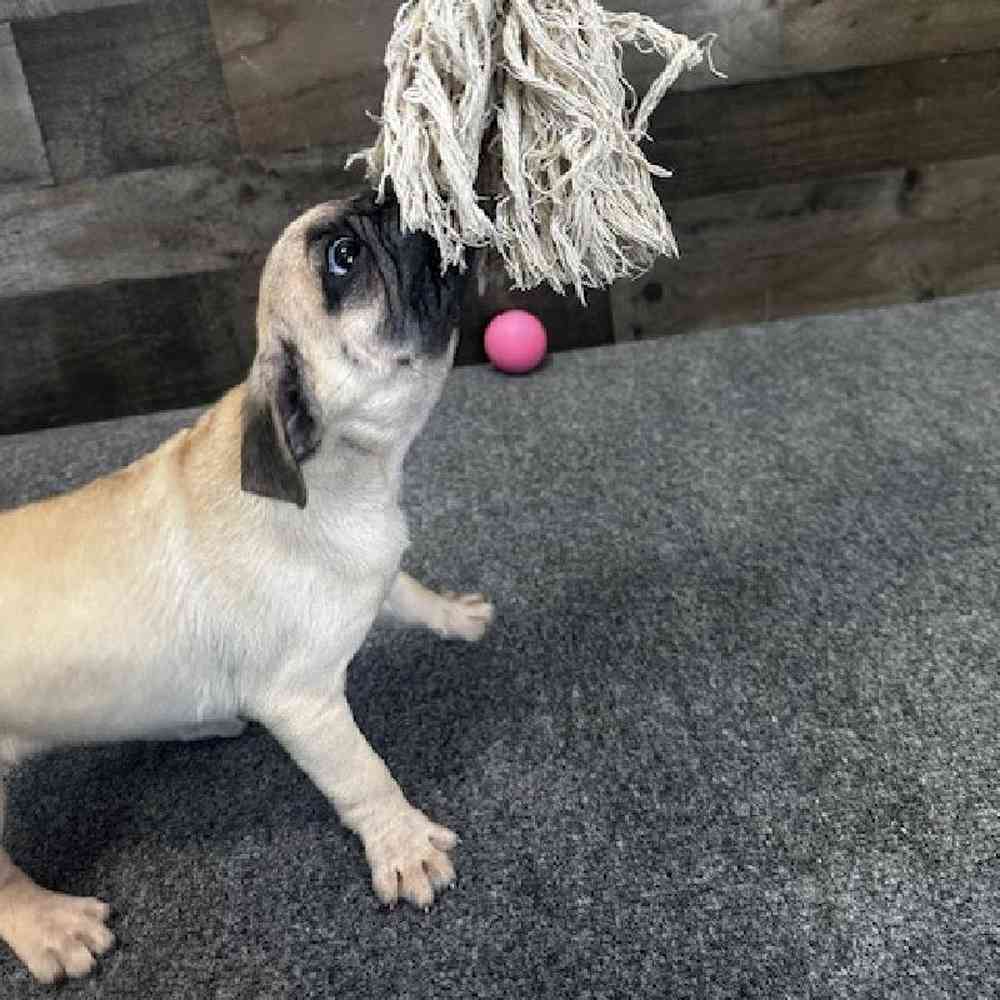 Male Pug Puppy for Sale in Troy, MI