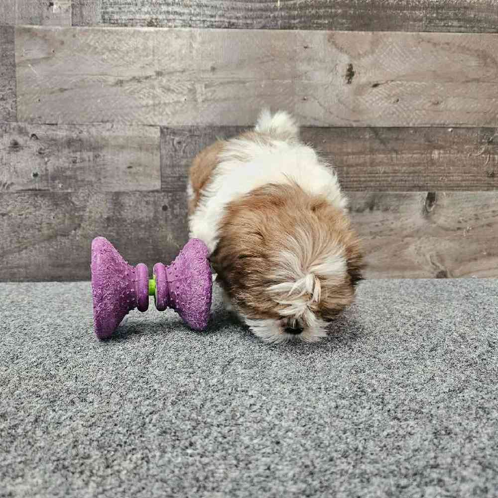 Male Shih Tzu Puppy for Sale in Troy, MI
