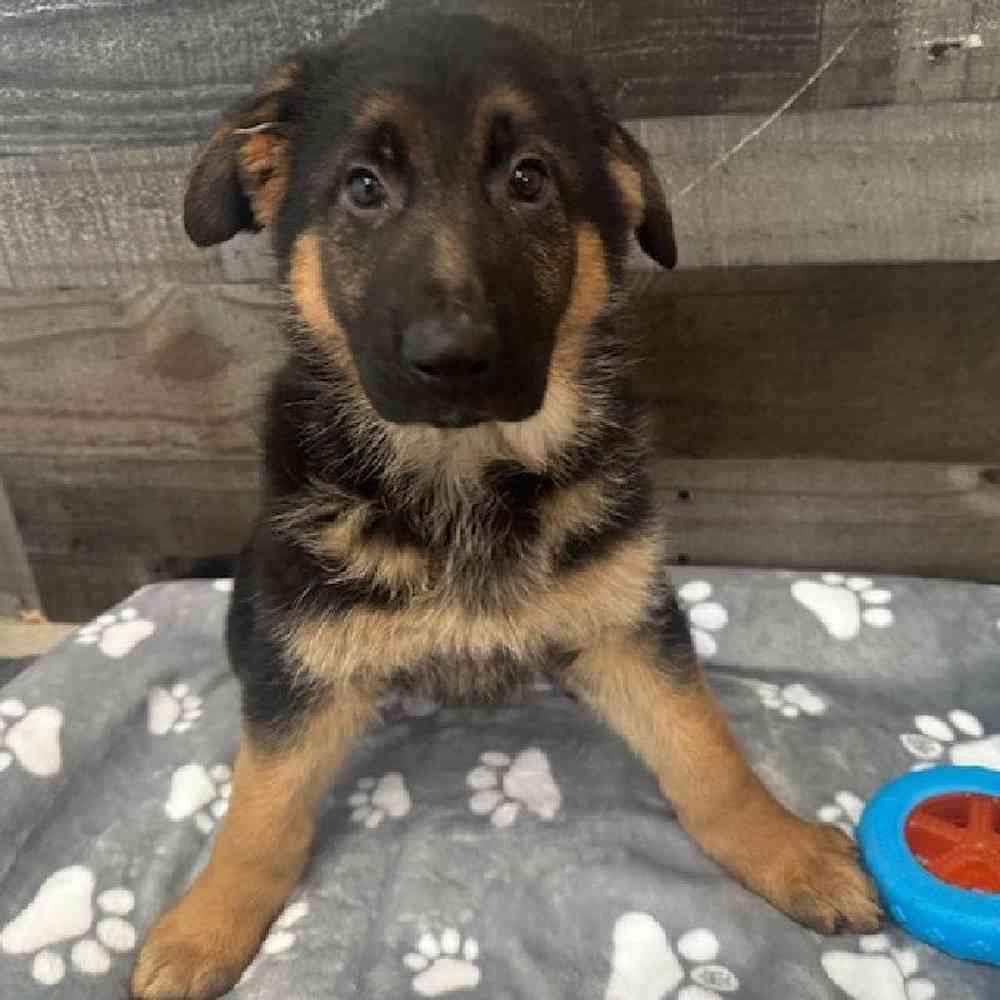 Female German Shepherd Puppy for Sale in Troy, MI