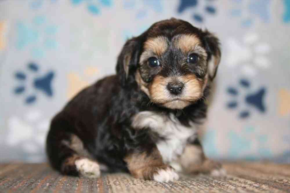 pet breed image
