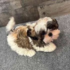 Shih Tzu