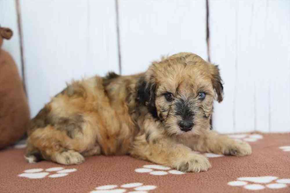 pet breed image