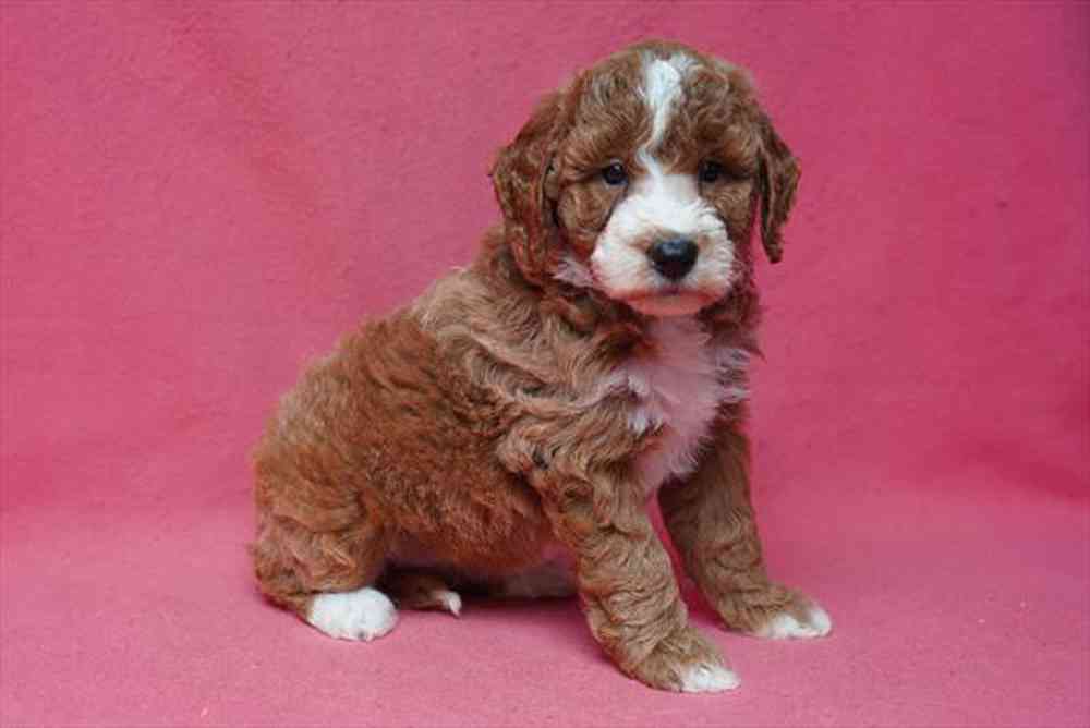 pet breed image